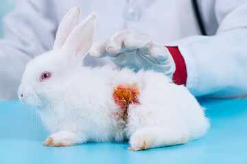 Patient rabbit injury bunny with vet hand check body.Veterinary woman wear uniform, gloves...