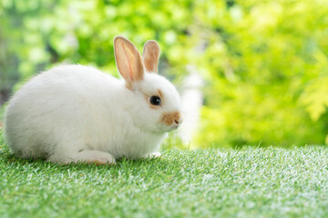 Lovely baby rabbit furry bunny looking at something sitting on green grass over bokeh nature background. Infant bunny white brown rabbit on lawn spring background. Easter animal new born bunny concept