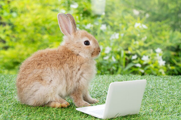 Adorable baby rabbit bunny with small laptop sitting on the green grass. Lovely infant rabbit brown bunny looking at notebook screen on lawn natural background. Easter fluffy animal pet concept.