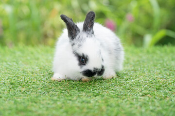 Fluffy rabbit easter bunny sitting green grass over spring summer background. Infant dwarf bunny...