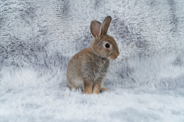 Lovely healthy baby rabbit ear bunny sitting on grey background. Little tiny furry brown grey infant bunny bright eyes rabbit watching something sitting on carpet white background. Easter animal pet.