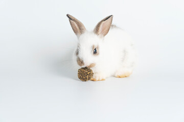 Furry baby bunny feeding carrot cookie on isolated background. Adorable tiny rabbit white and brown bunny hungry eating cookie carrot while sitting over white background. Easter animal bunny and food.
