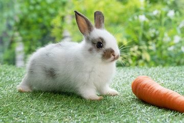 Adorable baby rabbit bunny eating fresh orange carrot sitting on green grass meadow over nature background. Furry rabbit brown, white bunny feeding organic carrot in spring time. Easter animal concept
