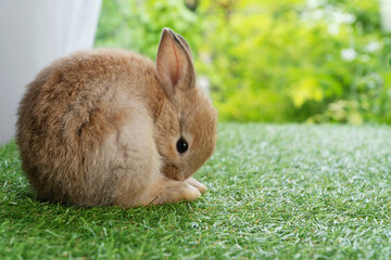 Adorable fluffy baby bunny rabbit sitting on green grass over natural background. Furry cute wild-animal single spring time at outdoor. Lovely fur baby rabbit bunny on meadow.Easter animal pet concept