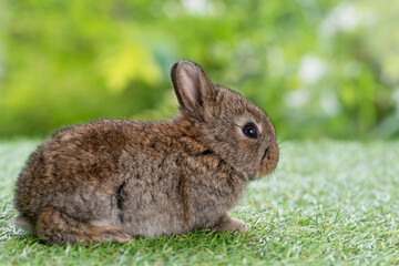 Naklejka na ściany i meble Adorable fluffy baby bunny rabbit sitting on green grass over natural background. Furry cute wild-animal single spring time at outdoor. Lovely fur baby rabbit bunny on meadow.Easter animal pet concept