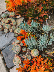 Obraz premium colorful succulent garden in San Francisco