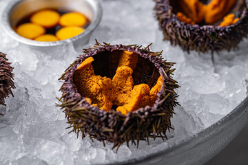 a dish of sea urchins on ice