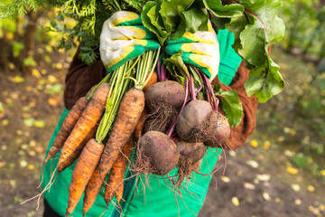 Farmer hands in gloves holding bunch of carrot and beetroot in garden