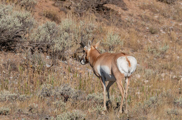 Pronghorn Antelope Buck in Wyoming in Autumn