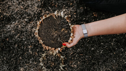 Woman holding ripe sunflower cap. Threshing sunflowers seeds by hand. Rich harvest in Ukraine, working at home. Oil will be.