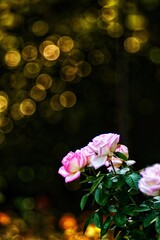 pink flower in the garden