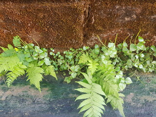 plants on the lichen background and texture of brown moss concrete and cement