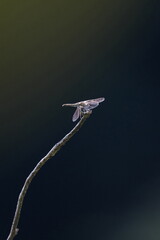 dragonfly on a branch