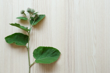 Fresh green burdock leaves and flowers on wooden table, top view. Space for text