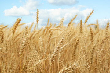 Fototapeta premium Beautiful ripe wheat spikes in agricultural field