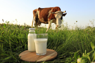 Glass and bottle of milk on wooden board with cow grazing in meadow