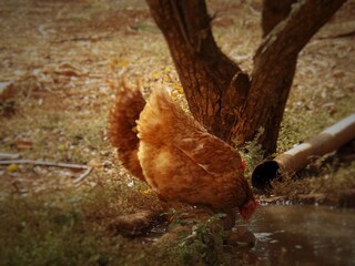 poultry, birds, hen, chicken, rooster