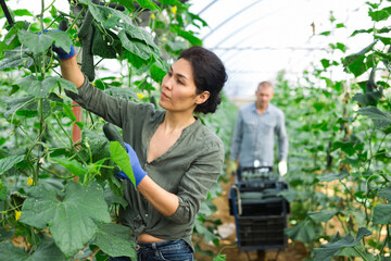 Man and woman harvesting cucumbers in large orchard