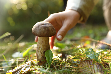 Man picking porcini mushroom in forest on autumn day, closeup