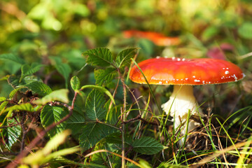 Fresh wild mushroom growing in forest, closeup. Space for text