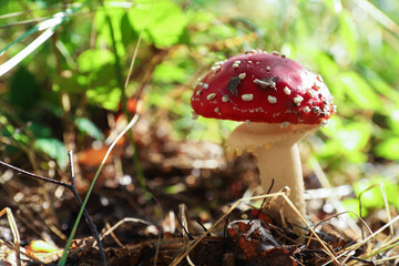 Fresh wild mushroom growing in forest, closeup. Space for text