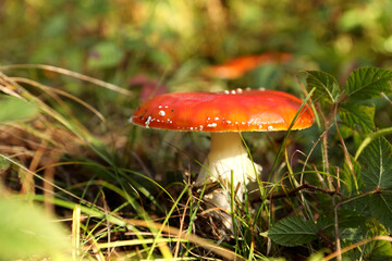 Fresh wild mushroom growing in forest, closeup. Space for text