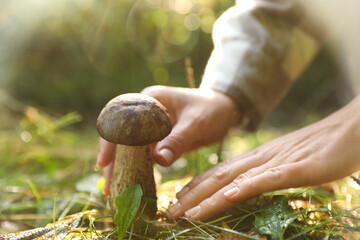Man picking porcini mushroom in forest on autumn day, closeup