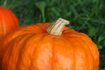 Ripe orange pumpkins among green grass outdoors, closeup