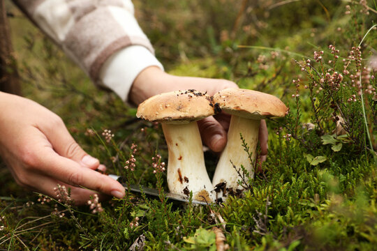 Man cutting porcini mushrooms with knife outdoors, closeup