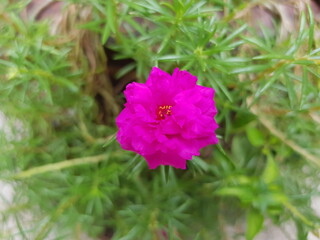 pink Common Purslane blooming with green leaves and trunk