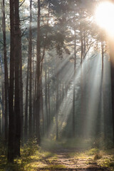 Obraz premium Majestic view of forest with sunbeams shining through trees in morning