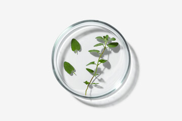 Petri dish with green plant on white background, top view