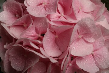Beautiful pink hortensia flowers with water drops as background, closeup