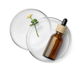 Petri dishes with cosmetic product and flower on white background, top view