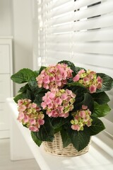 Beautiful blooming pink hortensia in wicker basket on window sill indoors