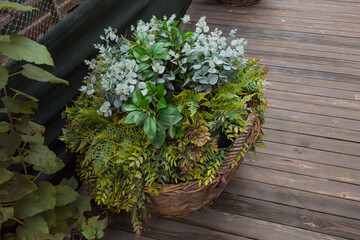 Wicker basket with a green bush of plant inside. Jungle. Room. Foliage. Hobby. Rustic. Herb. Modern. Space. Decorative. Flowerpot. Lifestyle. Wall. Fresh. Tree. Calmness