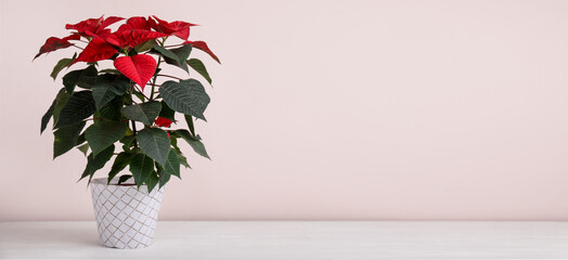 Beautiful poinsettia plant in pot on light background with space for text