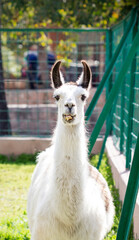 Obraz premium llama in the zoo