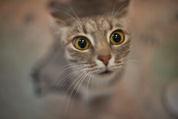 cat lying down on wooden table looking at camera.