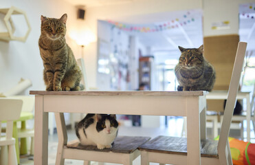 cat lying down on wooden table looking at camera.