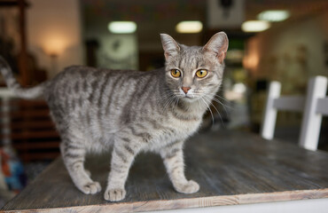 cat lying down on wooden table looking at camera.