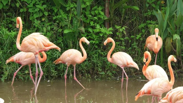 American Flamingo, Caribbean Flamingo (Phoenicopterus ruber) beautiful colorful birds close up in nature.