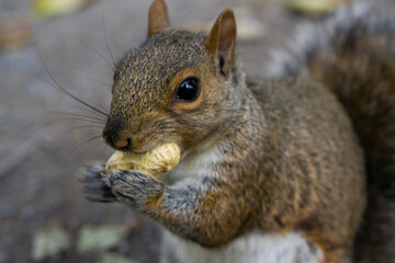 An Eastern Grey Squirrel is eating the peanut. Wild squirrel in nature background, eating squirrel looking straight to the camera, popular wild animal in Canada, canadian squirrel. Montral Quebec