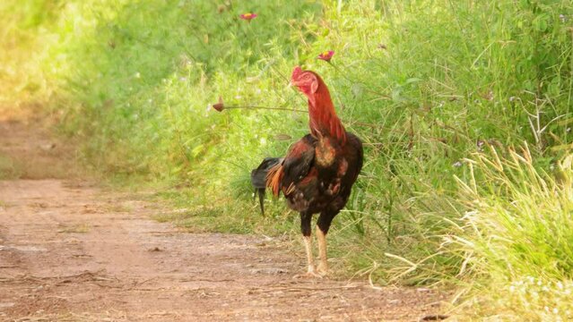 Colorful rooster or fighting cock in field. 