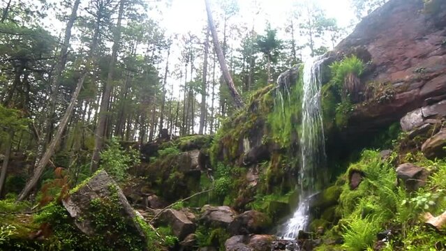 waterfall in foggy forest  with rocks and moss in mexiquillo durango 