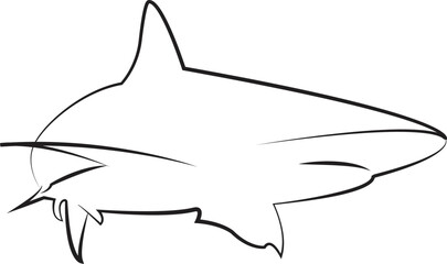 shark illustration