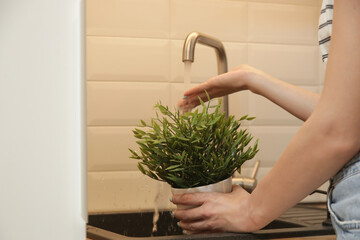 Close up of woman watering and washing her houseplant under running water in the kitchen sink