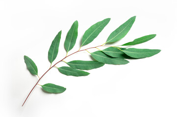 Eucalyptus leaves isolated on white background