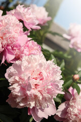 Wonderful pink peonies in garden on sunny day, closeup