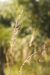 Beautiful meadow plants on sunny day, closeup